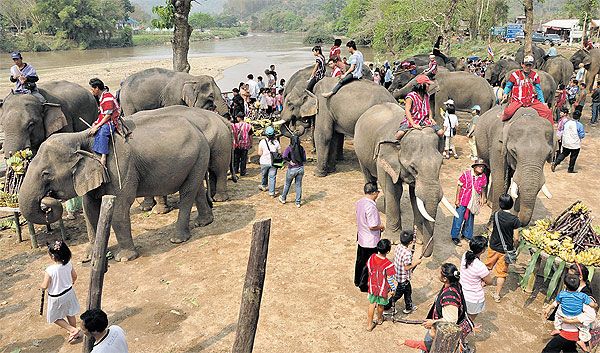 Thailand Elephant Day