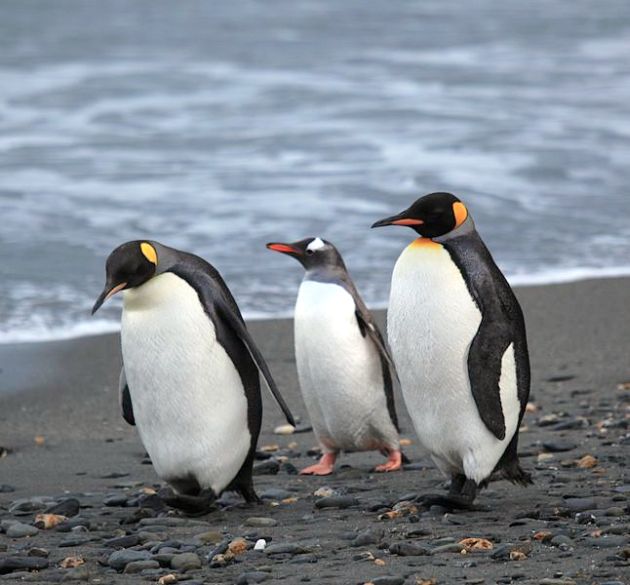 giant cuddly penguin