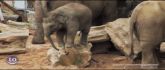 Clumsy baby elephants discover the world