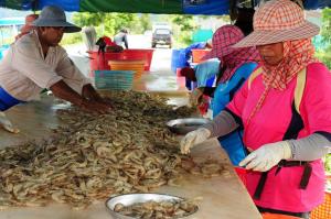 Shrimpers hit by EMS, low prices